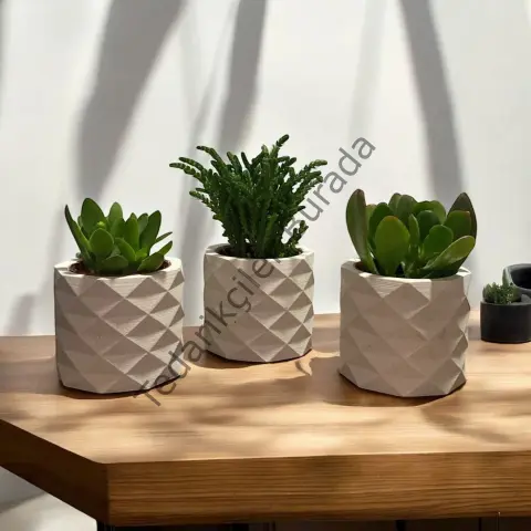 Beyaz Piramit Beton Saksılık Kaktüs Ve Sukulentlik 3`lü Set