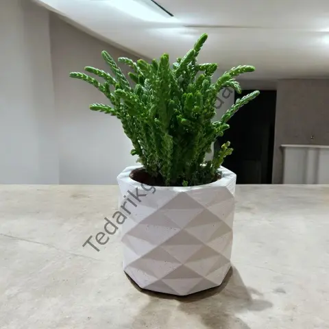 Beyaz Piramit Beton Saksılık Kaktüs Ve Sukulentlik 3`lü Set