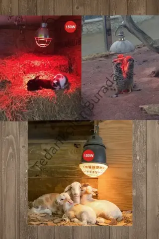 (6 Adet) 150W Kızılötesi Isıtıcılı Hayvan Isıtma ve Kuluçka Lambası (Kırmızı Işık) E27 (Kalın Duy)